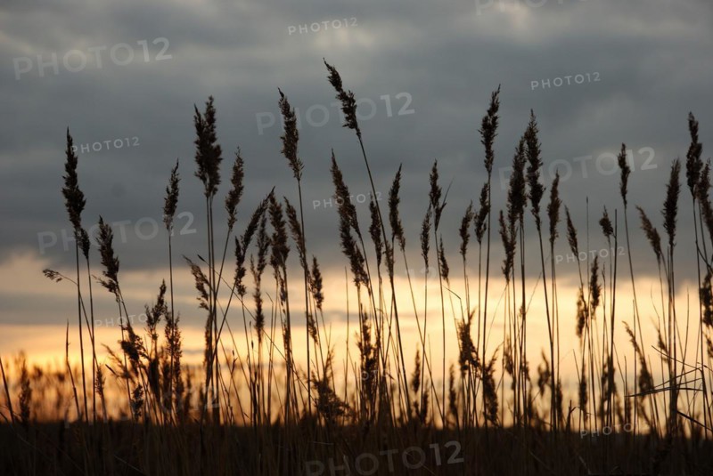 Marsh