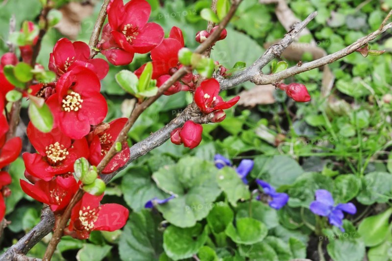 Ornamental quince