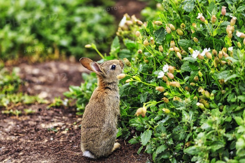 European rabbit