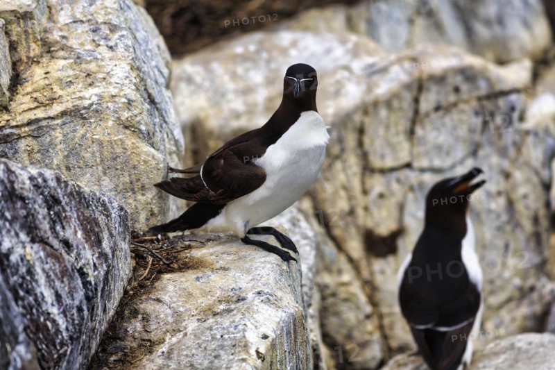 Razorbill
