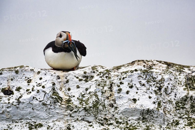 Solitary Puffin