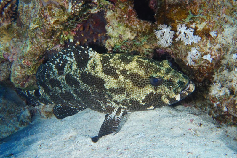 Camouflaged grouper