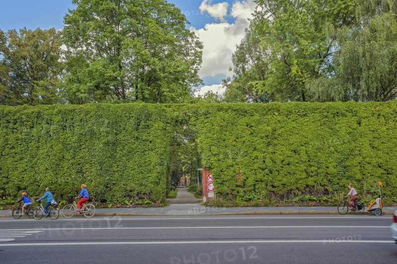 Wall of the southern cemetery overgrown by wild vine