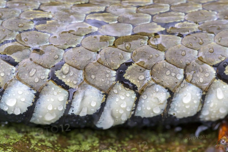 Grass snake