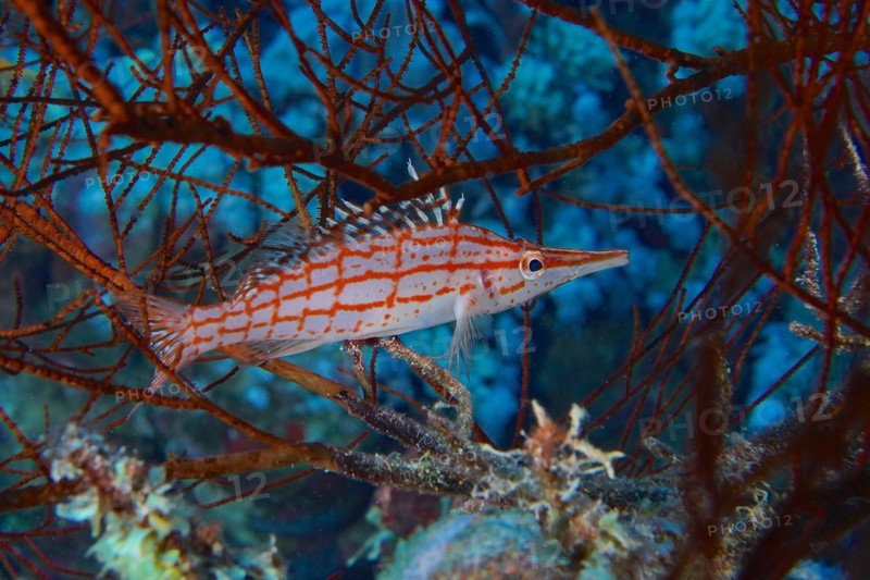 Longnose hawkfish