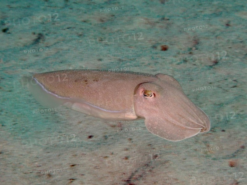 Pharaoh cuttlefish