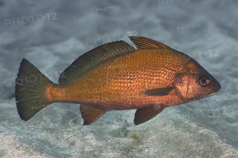 Umberfish