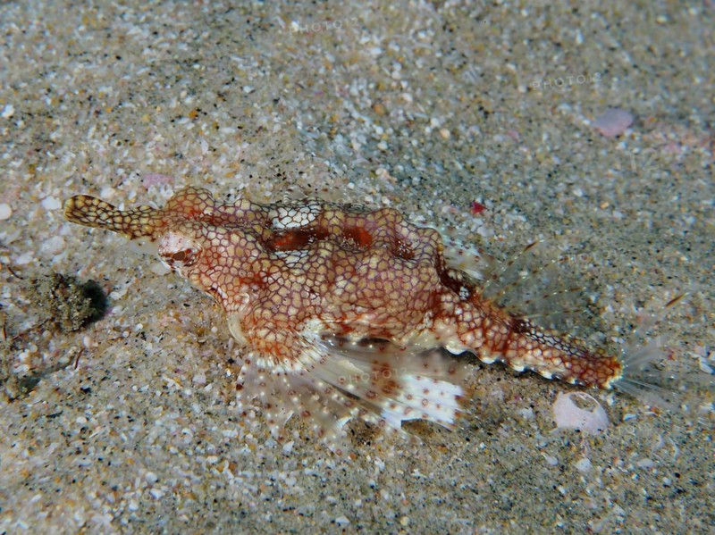 Little dragonfish