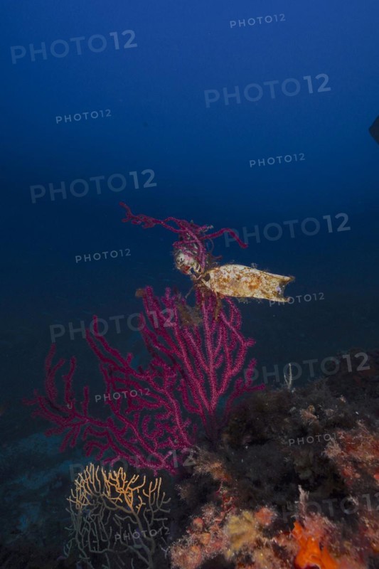 Egg capsule of nursehound
