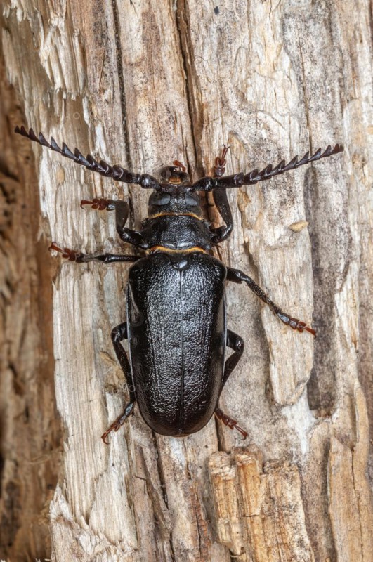 Tanner beetle