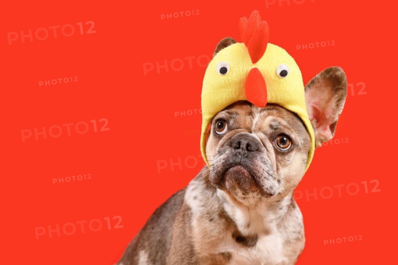 Merle French Bulldog dog wearing Easter costume chicken hat on red background with copy space