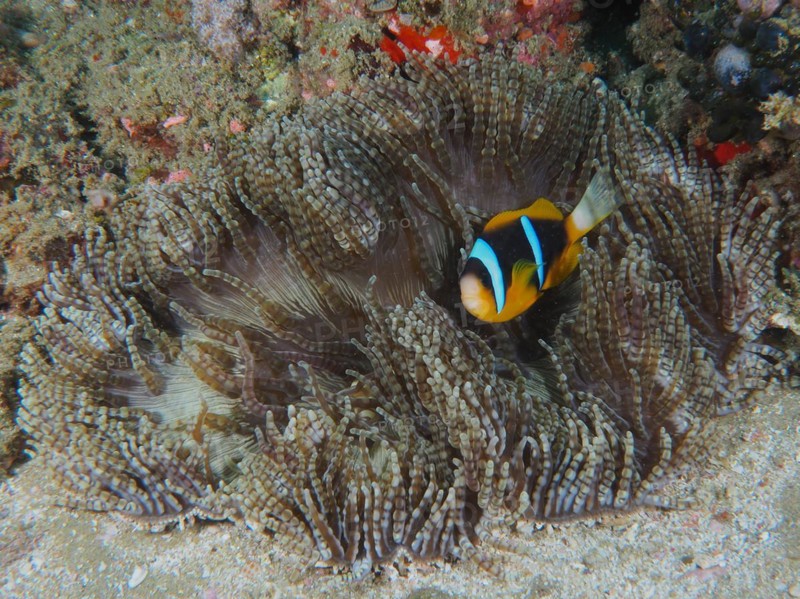 Beaded anemone