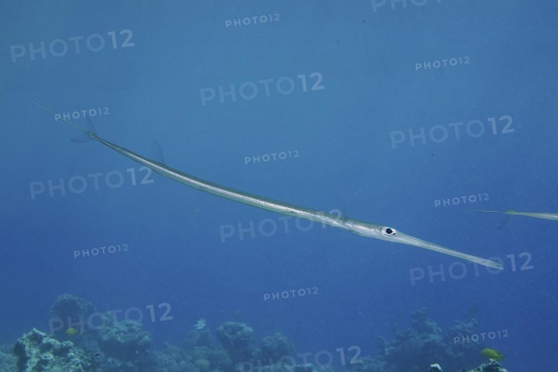 Bluespotted cornetfish