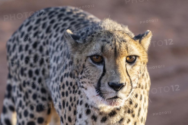 Cheetah