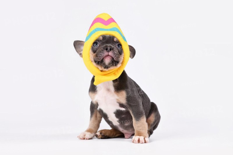 Funny Blue Tan French Bulldog dog puppy wearing Easter egg costume hat on white background