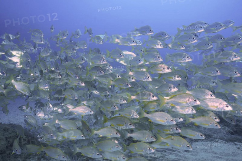 Shoal