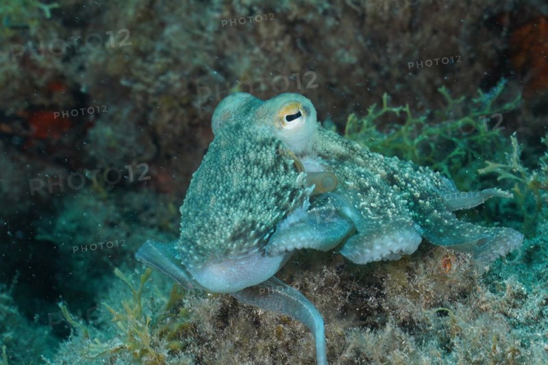 Common octopus