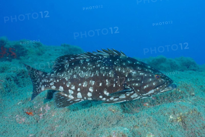 Dusky grouper