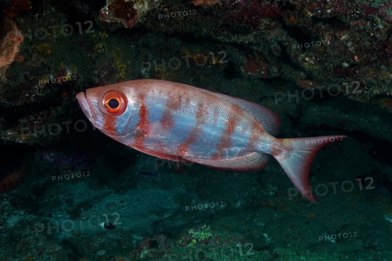 Common bigeye