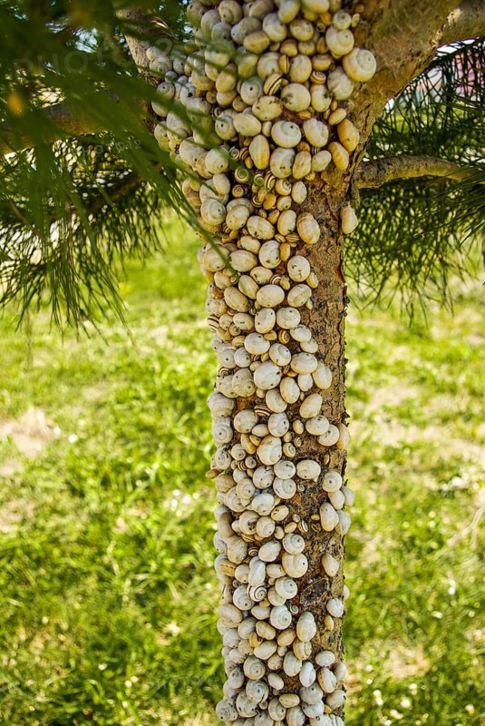 Pine tree full of little snails in nature