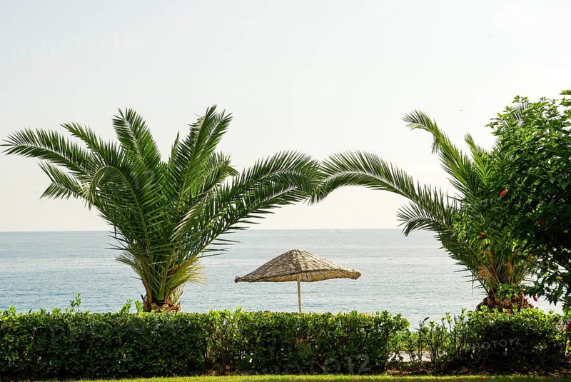 Palm tree