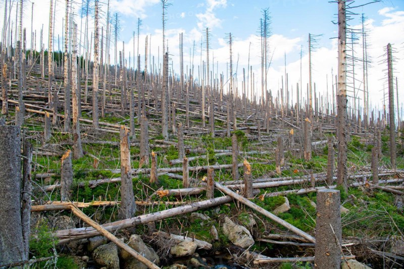 Spruce monoculture