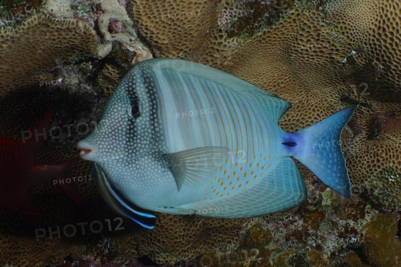 Desjardins sailfin tang