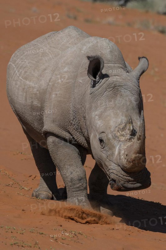 White rhinoceros