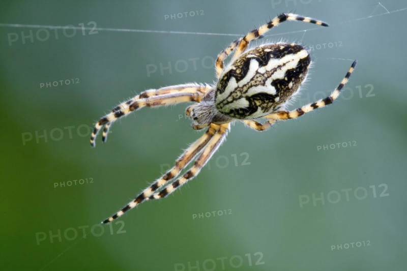 Oak leaf spider
