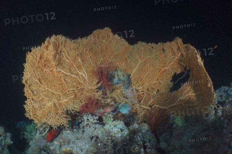 Giant sea fan