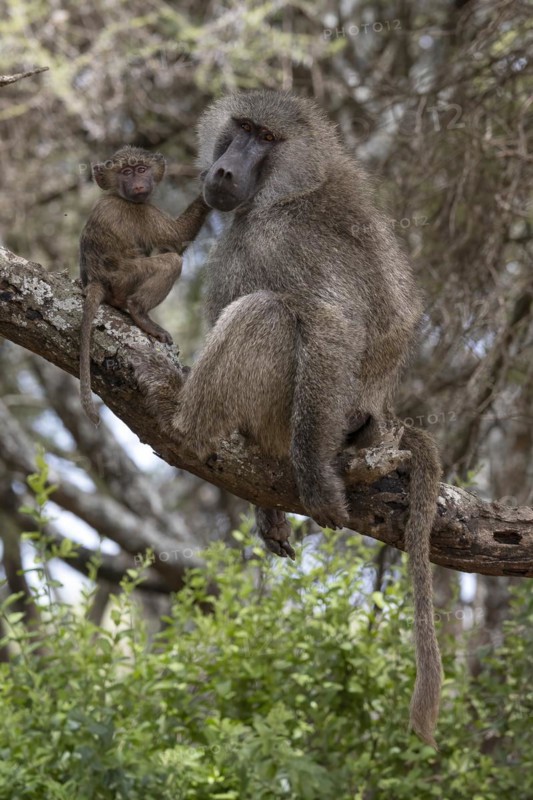 Olive baboon