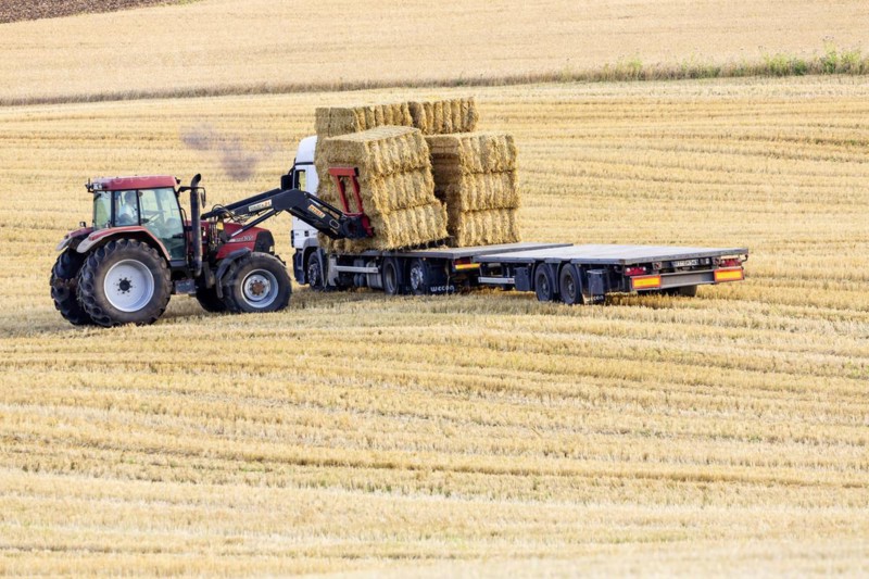 Straw is loaded onto a truck after threshing