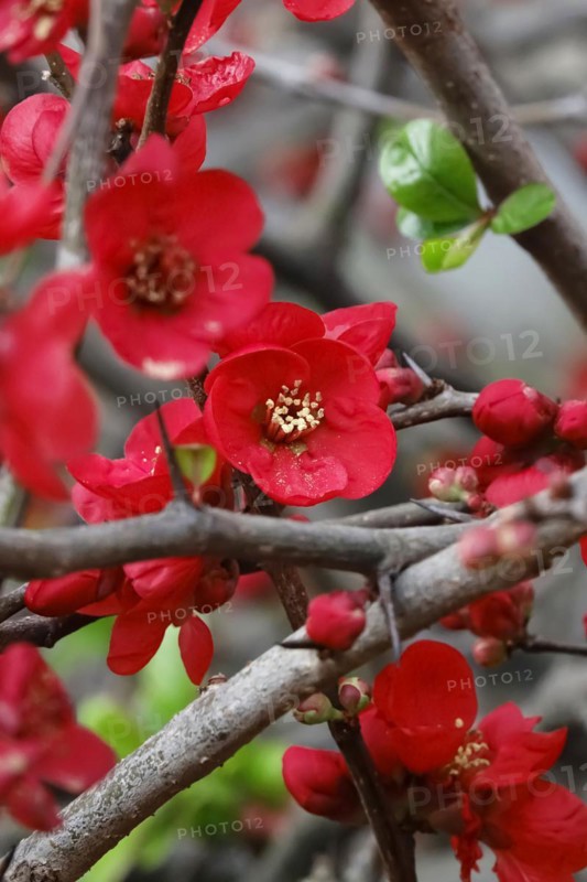 Ornamental quince