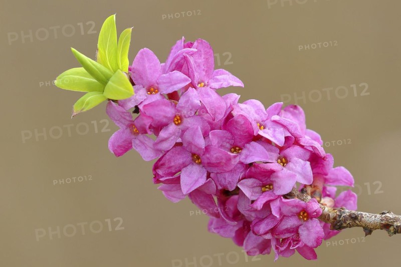 Daphne