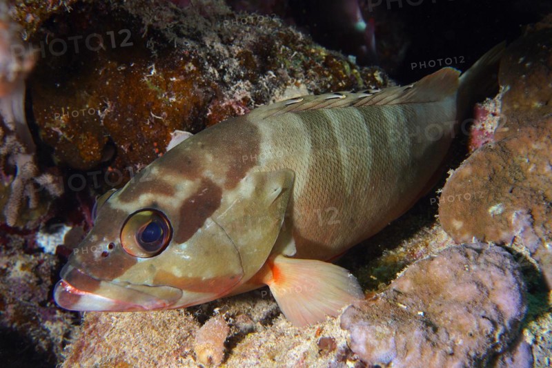 Blacktip grouper
