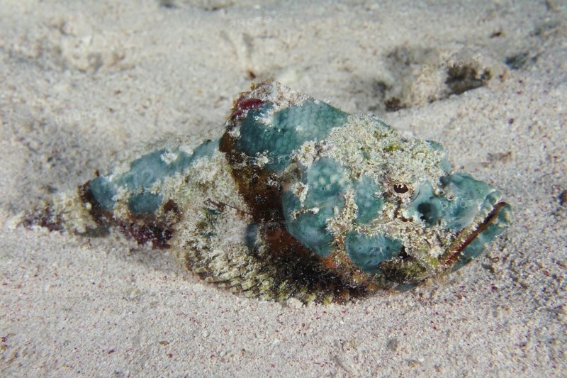 Juvenile false stonefish