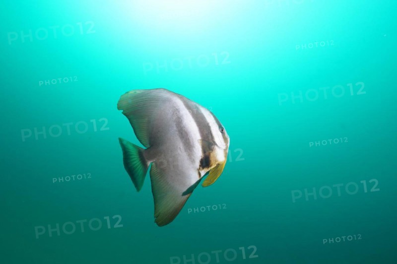 Longfin batfish
