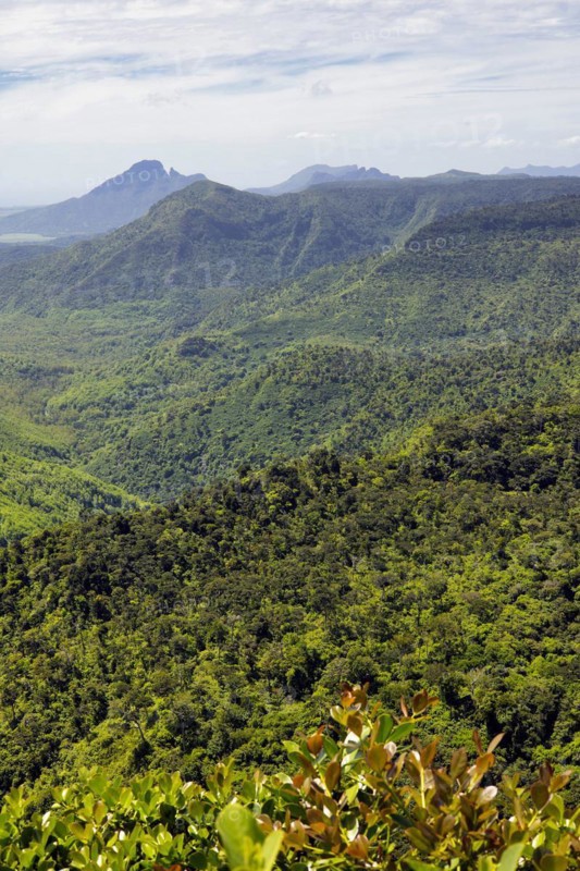 View of Black River Gorges National Park