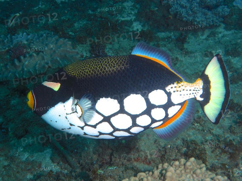 Clown triggerfish