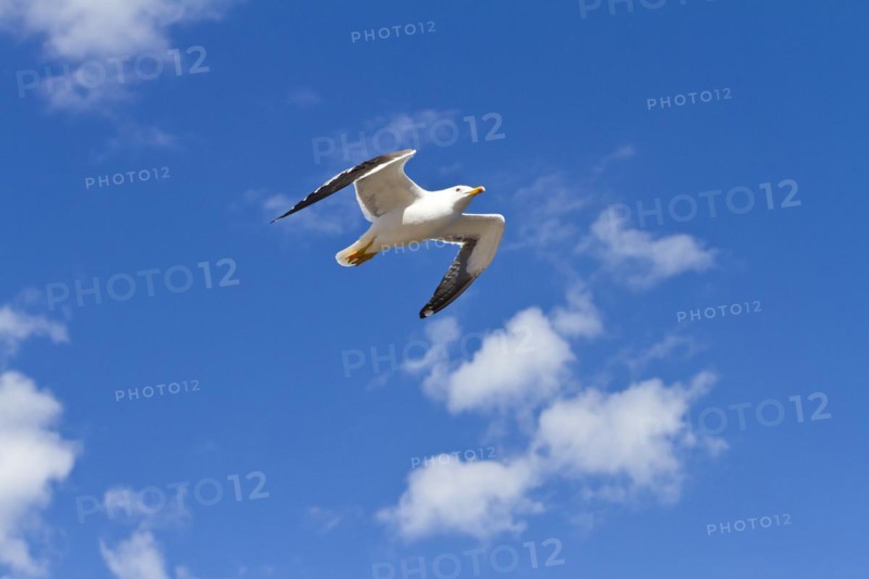 European herring gull