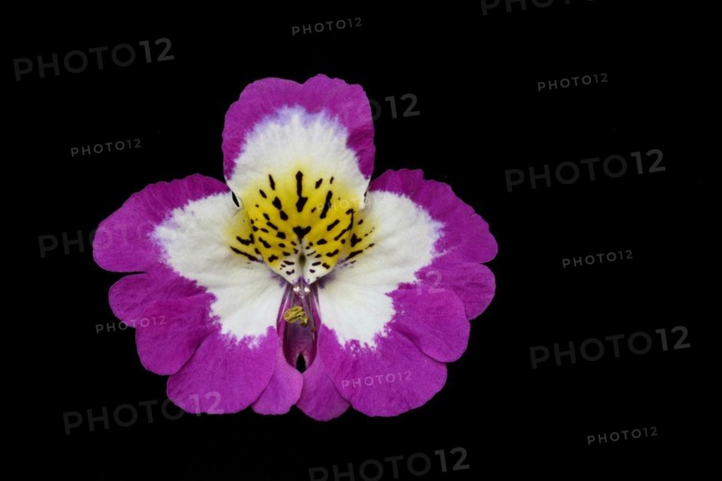 Flower of a Schizanthus
