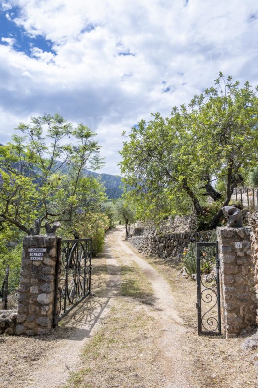 Drive to a plantation with olive trees