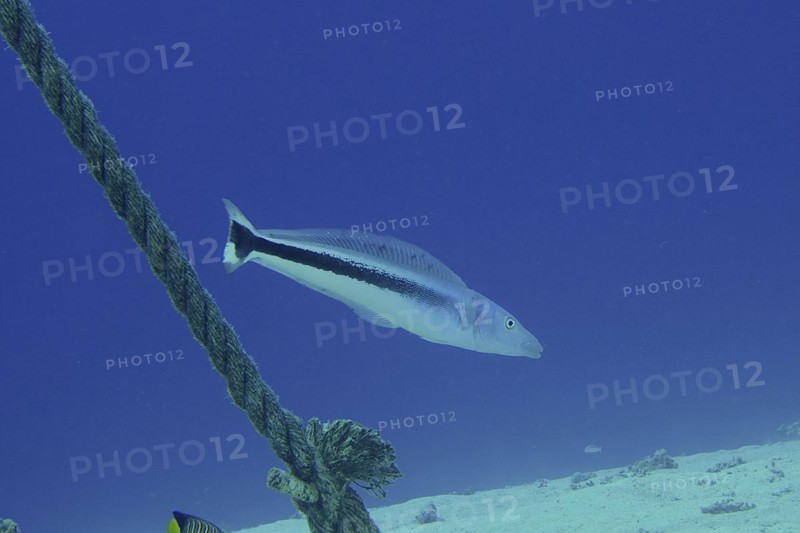 Bluehead torpedo bass