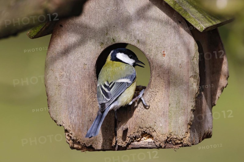Great tit