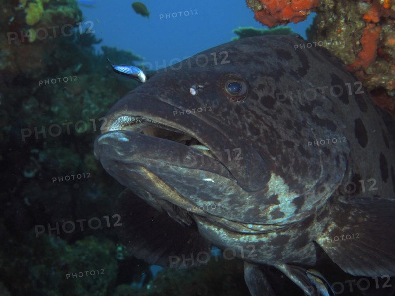 Close-up of potato grouper