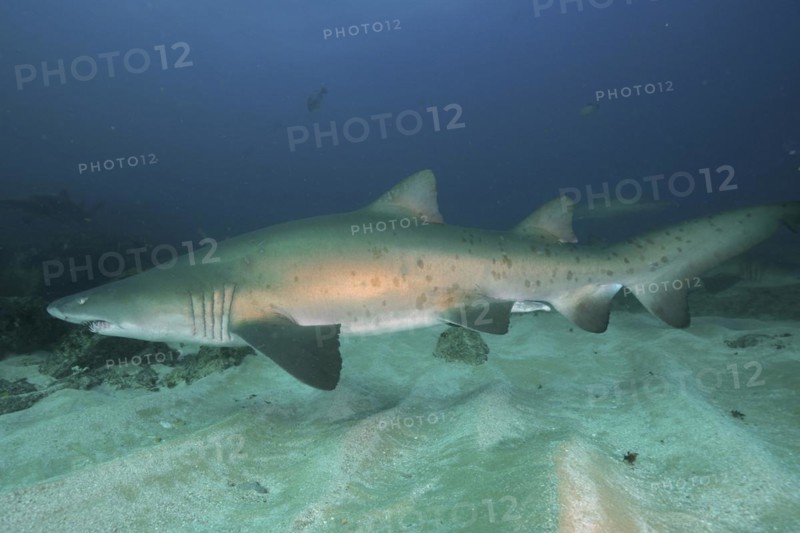 Sand tiger shark