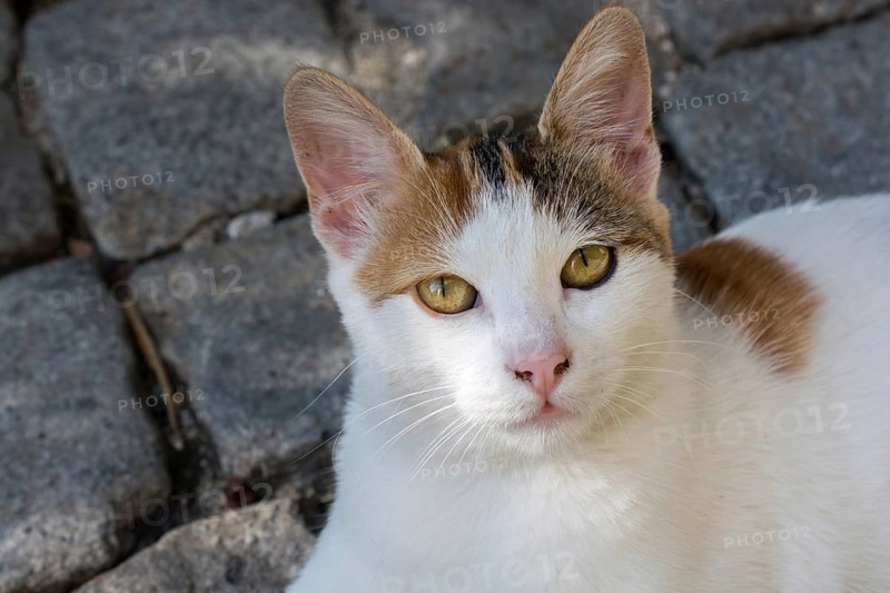 Stray cat seen in the street of the city