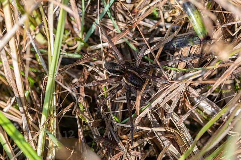 Raft spider