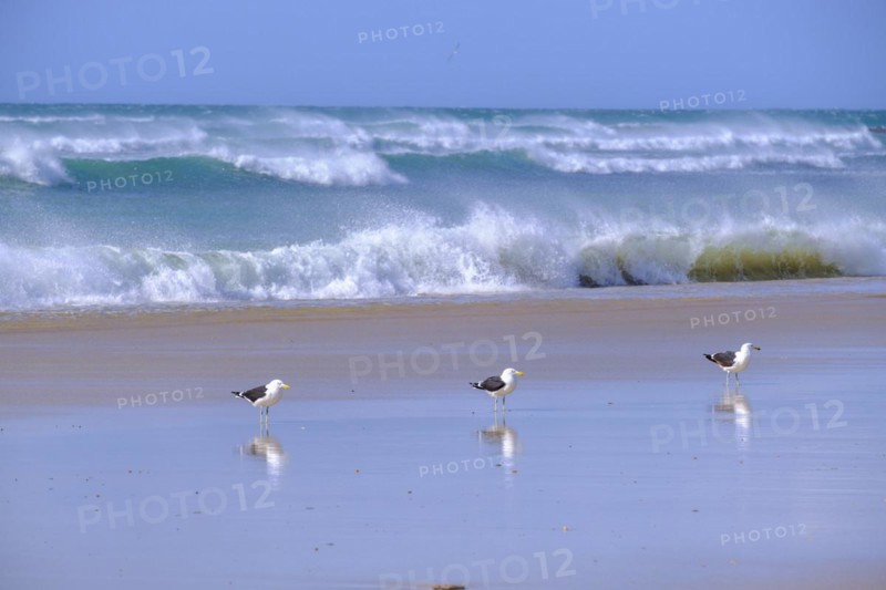 Three seagulls on the beach
