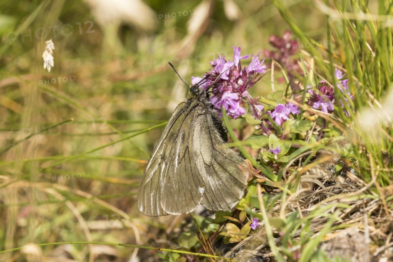 Knight butterfly